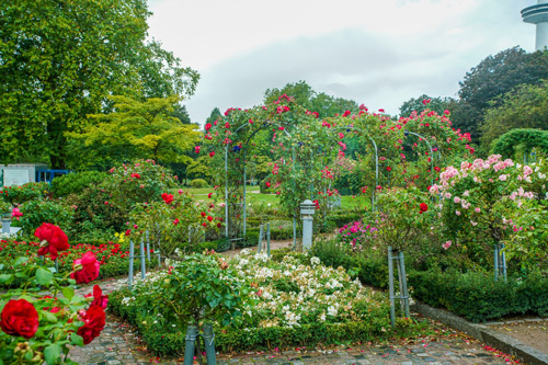 rhododendron senker HELLIKKI RHODODENDRON 2gal